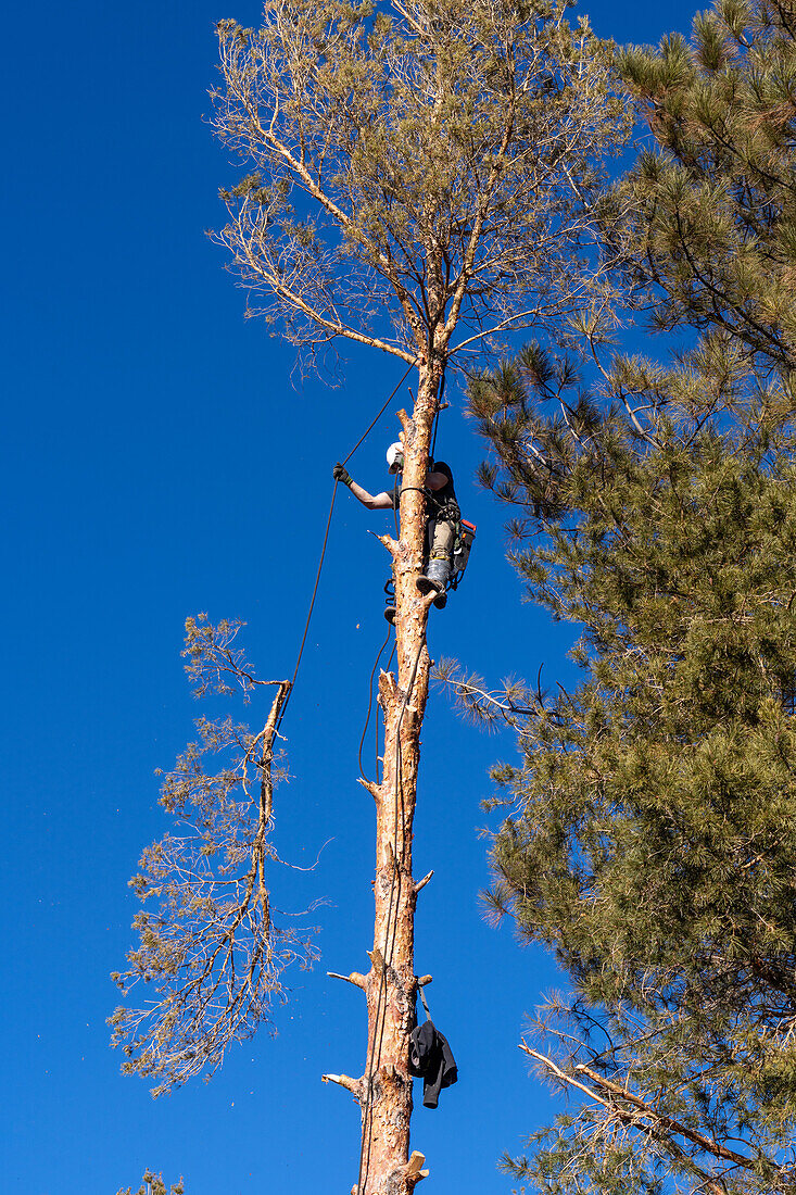 A tree surgeon lowers a sawn off branch of a tree with a rope before cutting the tree down.