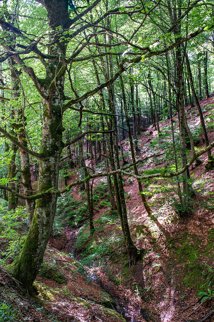 Beeches on the way to the San Adrián tunnel on the Aizkorri mountain range at the Basque Country, Goierri, Basque Highlands Basque Country, Euskadi Spain.