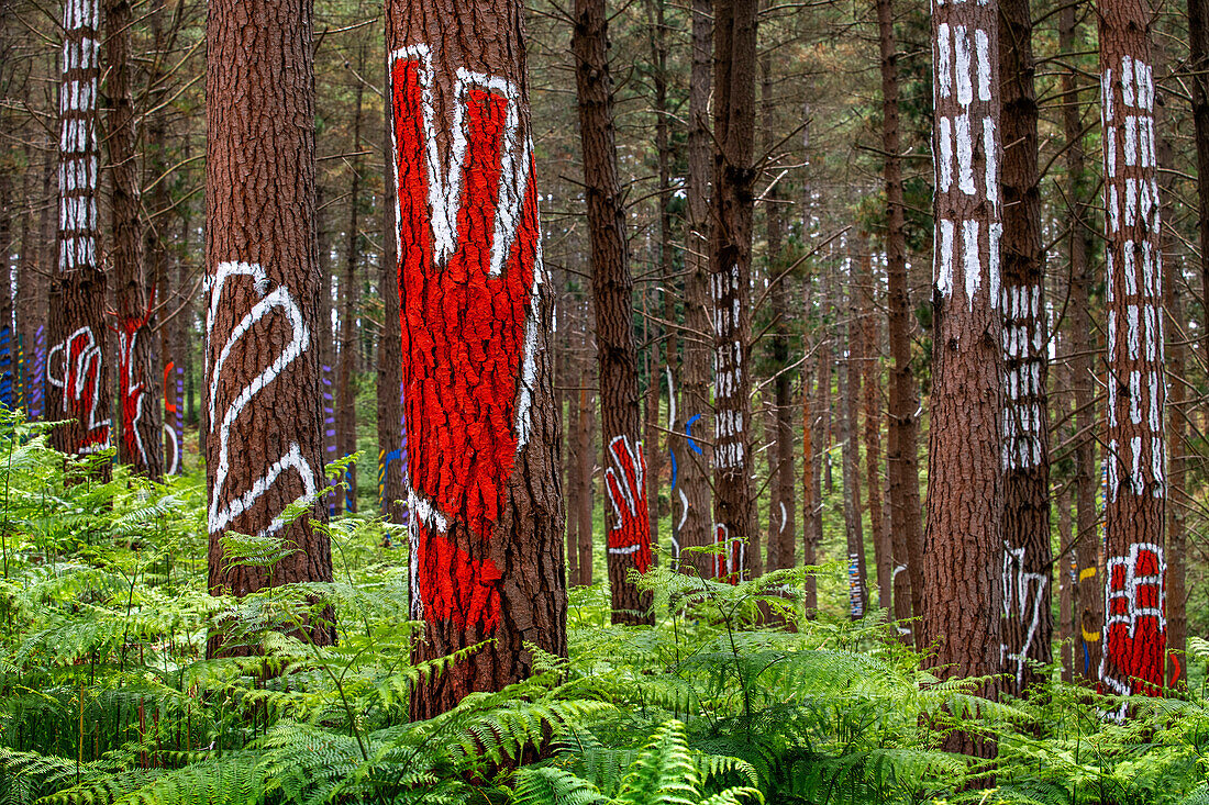 Der Wald von Oma ist ein Kunstwerk von Agustin Ibarrola, einem baskischen Bildhauer und Maler, im Naturschutzgebiet von Urdaibai, Oma, Vizcaya, Baskenland Euskadi, Spanien