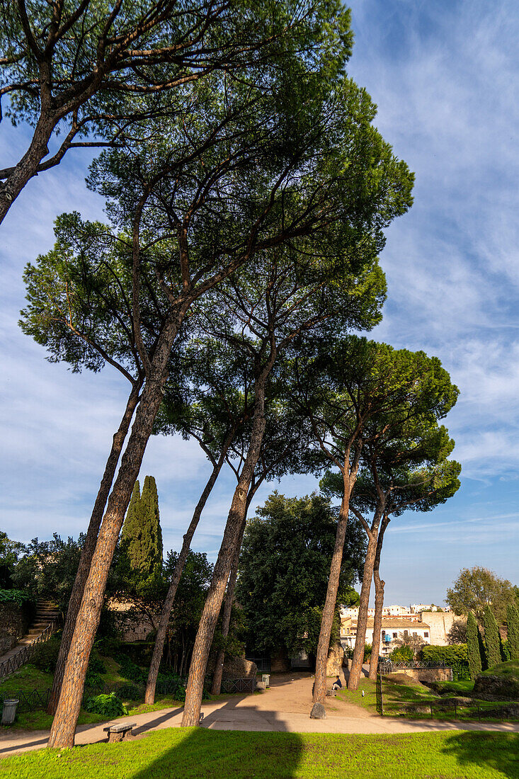 Zirbelkiefer, Pinus pinea, auf dem Palatinhügel im archäologischen Park des Kolosseums in Rom, Italien.