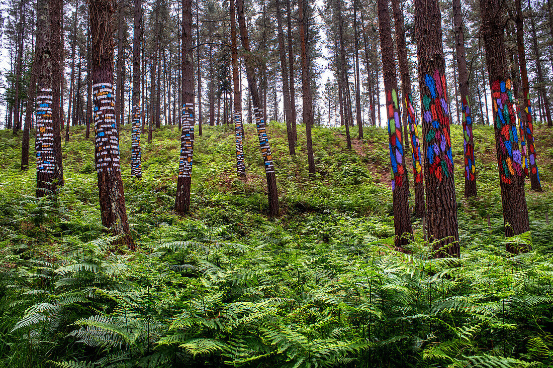 Der Wald von Oma ist ein Kunstwerk von Agustin Ibarrola, einem baskischen Bildhauer und Maler, im Naturschutzgebiet von Urdaibai, Oma, Vizcaya, Baskenland Euskadi, Spanien