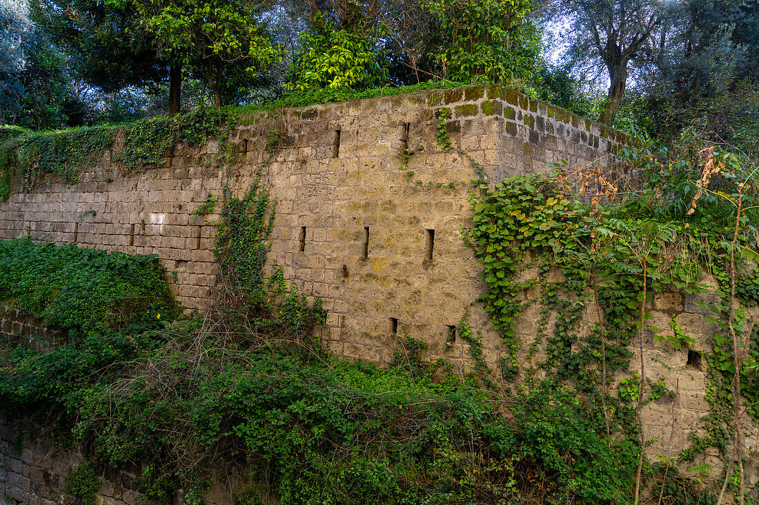 Ivy growing on the 16th Century city wall in Sorrento, Italy.