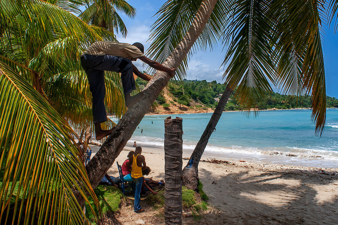 Palm trees in the plage de Ti Mouillage beach in Cayes-de-Jacmel, Cayes de Jacmel, Jacmel, Haiti.