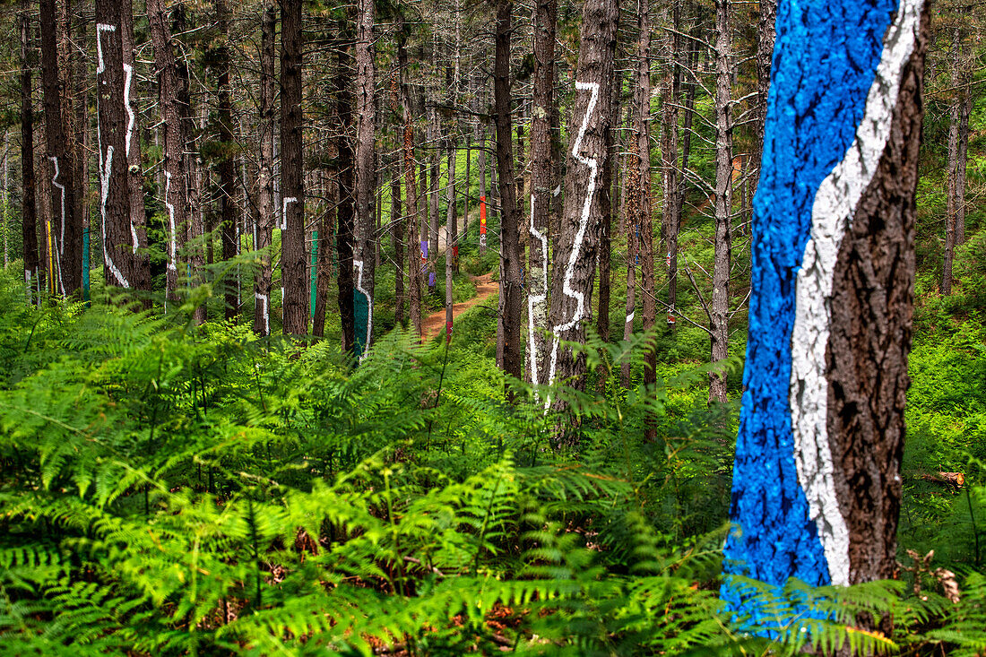 Der Wald von Oma ist ein Kunstwerk von Agustin Ibarrola, einem baskischen Bildhauer und Maler, im Naturschutzgebiet von Urdaibai, Oma, Vizcaya, Baskenland Euskadi, Spanien