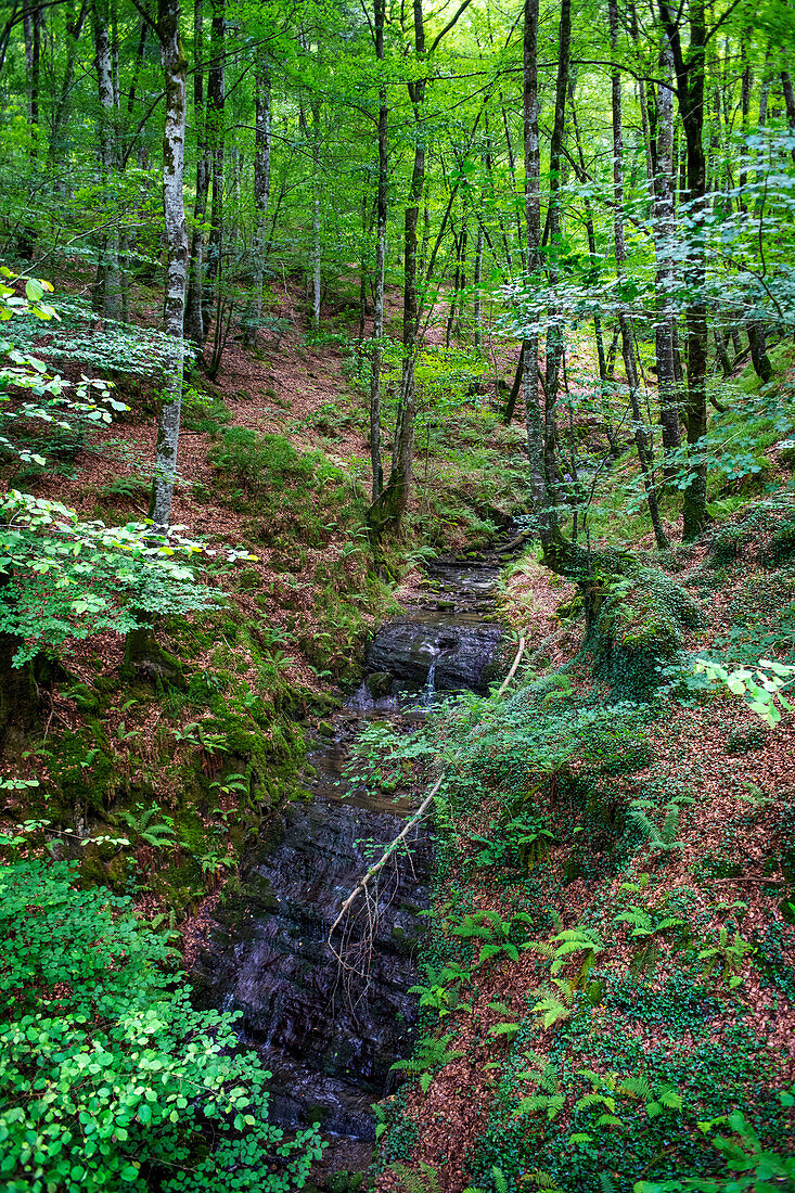 Lizarrusti park, Aralar natural park, beech forest Guipuzcoa Navarra, Goierri, Basque Highlands Basque Country, Gipuzkoa, Euskadi Spain, GR path Altxonbide ibilbidea. GR 35