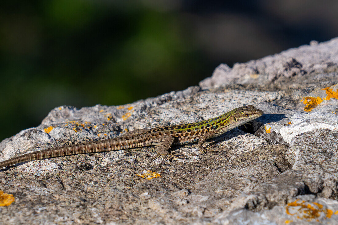 Italian Wall Lizard or Ruin Lizard, Podarcis siculus, sunning on the rocks of the island of Capri, Italy.