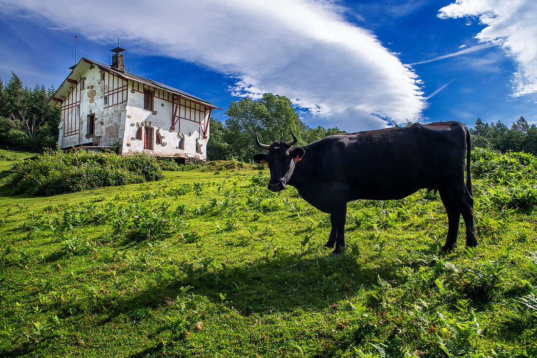 Schwarze Kuh und das Haus Casa de los mikeletes auf dem Weg zum San-Adrián-Tunnel im Aizkorri-Gebirge im Baskenland, Goierri, Baskisches Hochland, Euskadi Spanien.