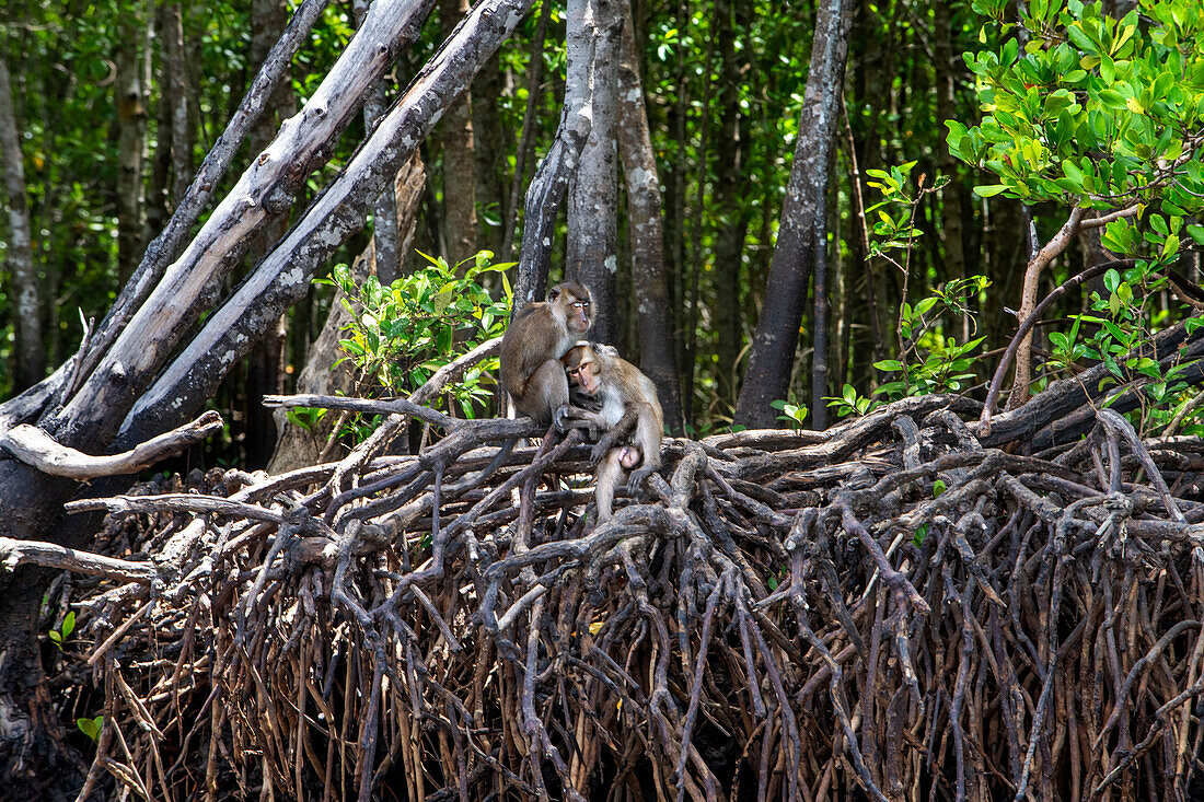 Mangrove tour on gondola boat by Tung Yee Peng Villagers, Lanta Yai Island, Krabi Province, Thailand.