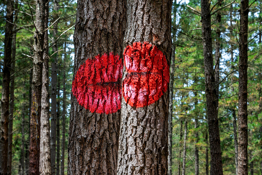 Oma Forest is a work of art by Agustin Ibarrola, a Basque sculptor and painter, in the natural reserve of Urdaibai, Oma, Vizcaya, Basque country Euskadi, Spain