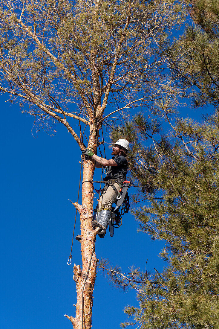 A tree surgeon climbs a tree to cut off the branches before cutting it down.