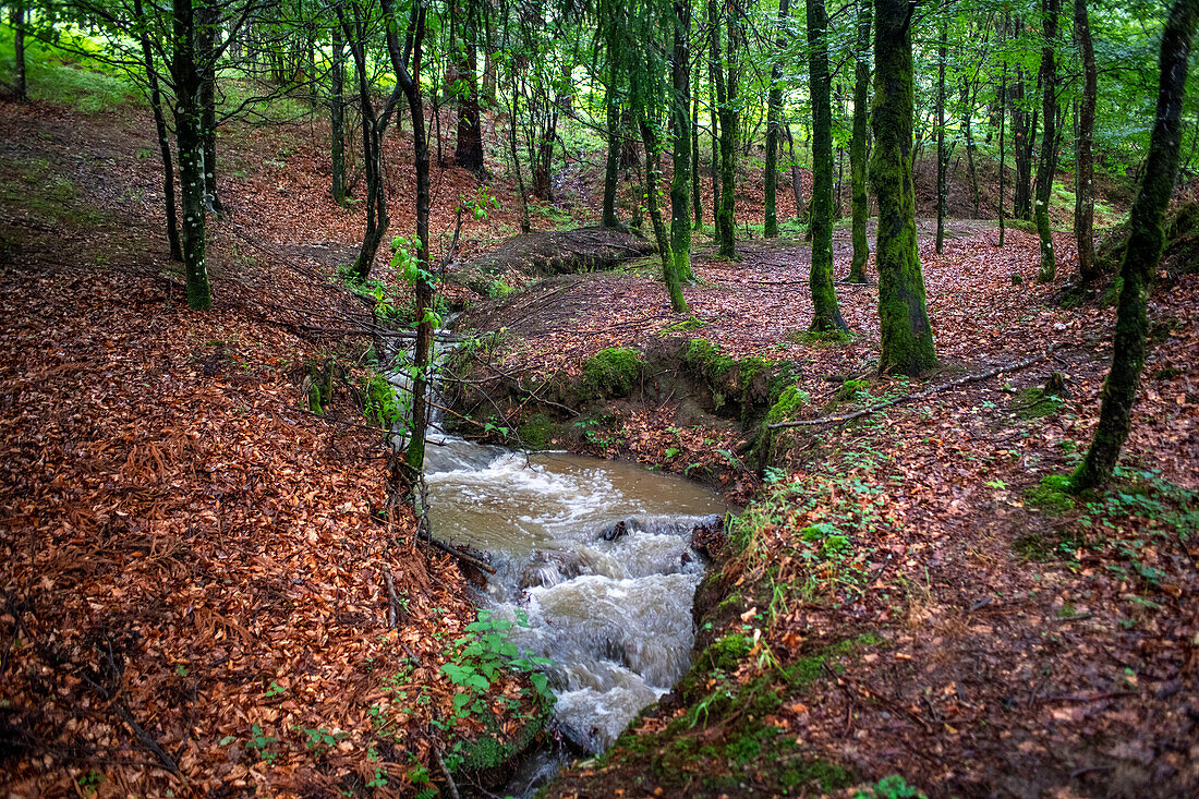 Landschaft mit Buchenwald in Otzarreta im Naturpark Gorbeia, Urkiolagirre, Bizkaia, Euskadi, Baskenland, Spanien