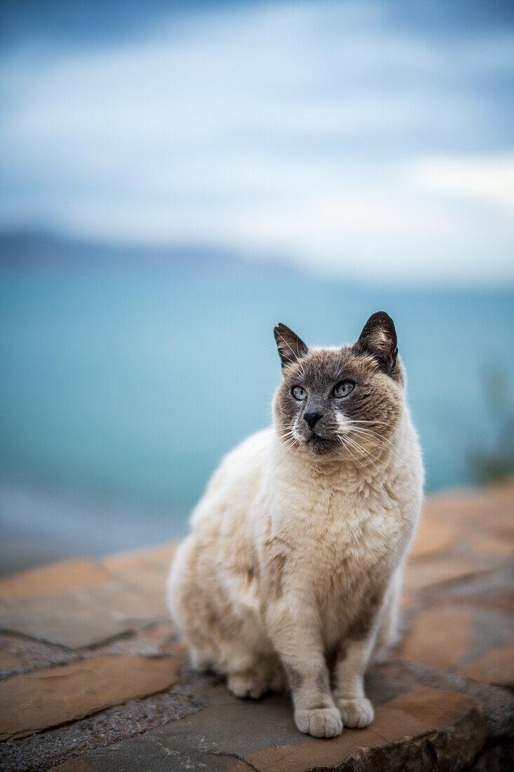 Eine streunende Katze sitzt entspannt auf einer Steinmauer, im Hintergrund das Meer.