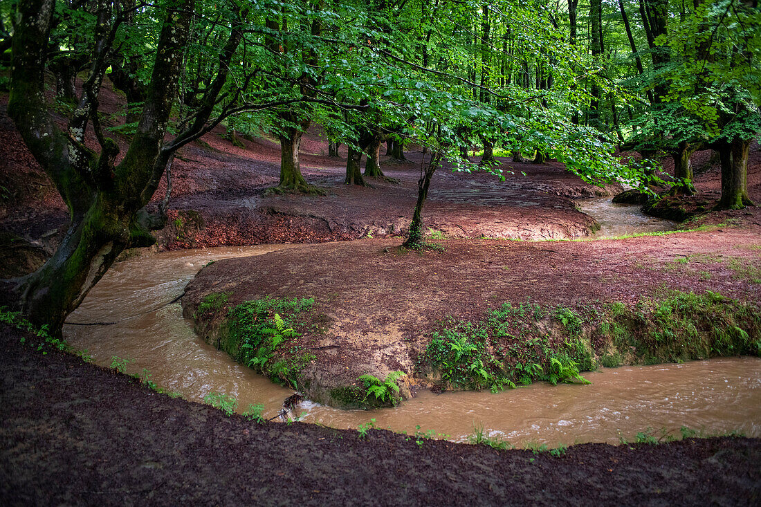 Landscape leafy Otzarreta beech forest in Gorbeia natural park Urkiolagirre, Bizkaia, Euskadi, Basque Country Spain