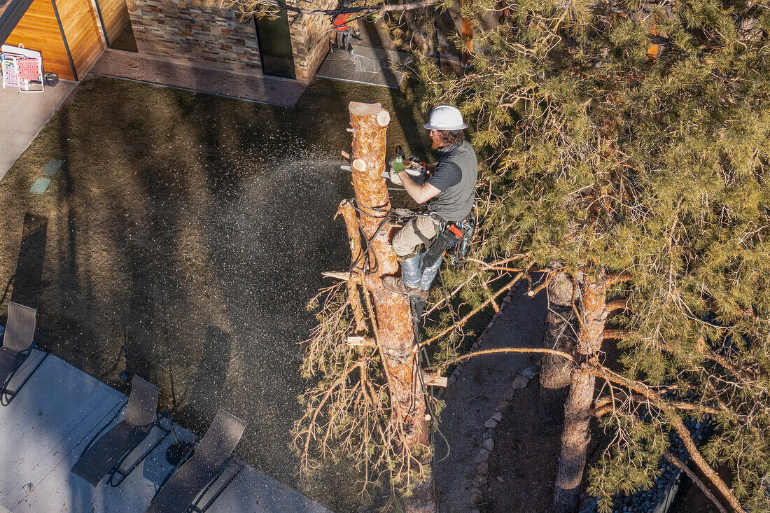 A tree surgeon uses a chain saw to cut the trunk of a tree in smaller logs before cutting it down.