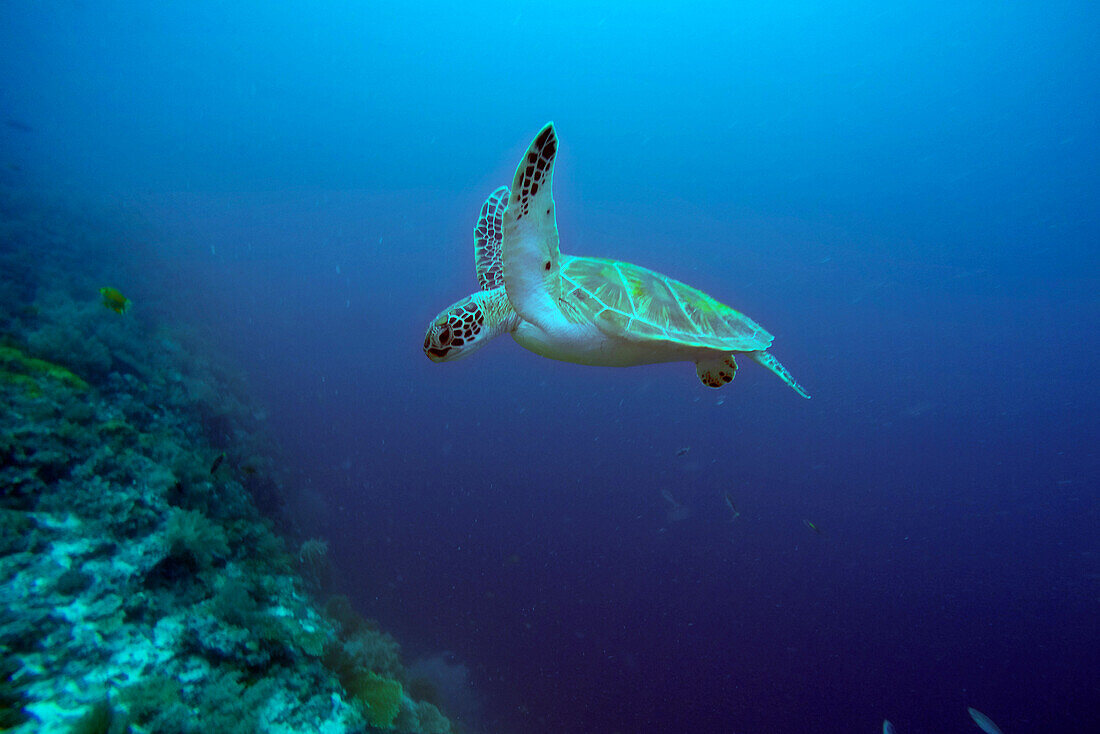 Grüne Schildkröte, Chelonia mydas, Insel Malapascua, Philippinen, Asien