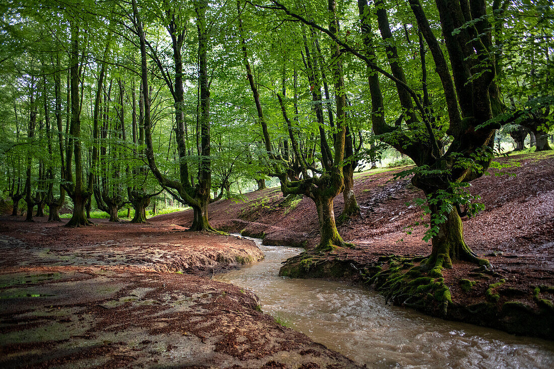 Landscape leafy Otzarreta beech forest in Gorbeia natural park Urkiolagirre, Bizkaia, Euskadi, Basque Country Spain