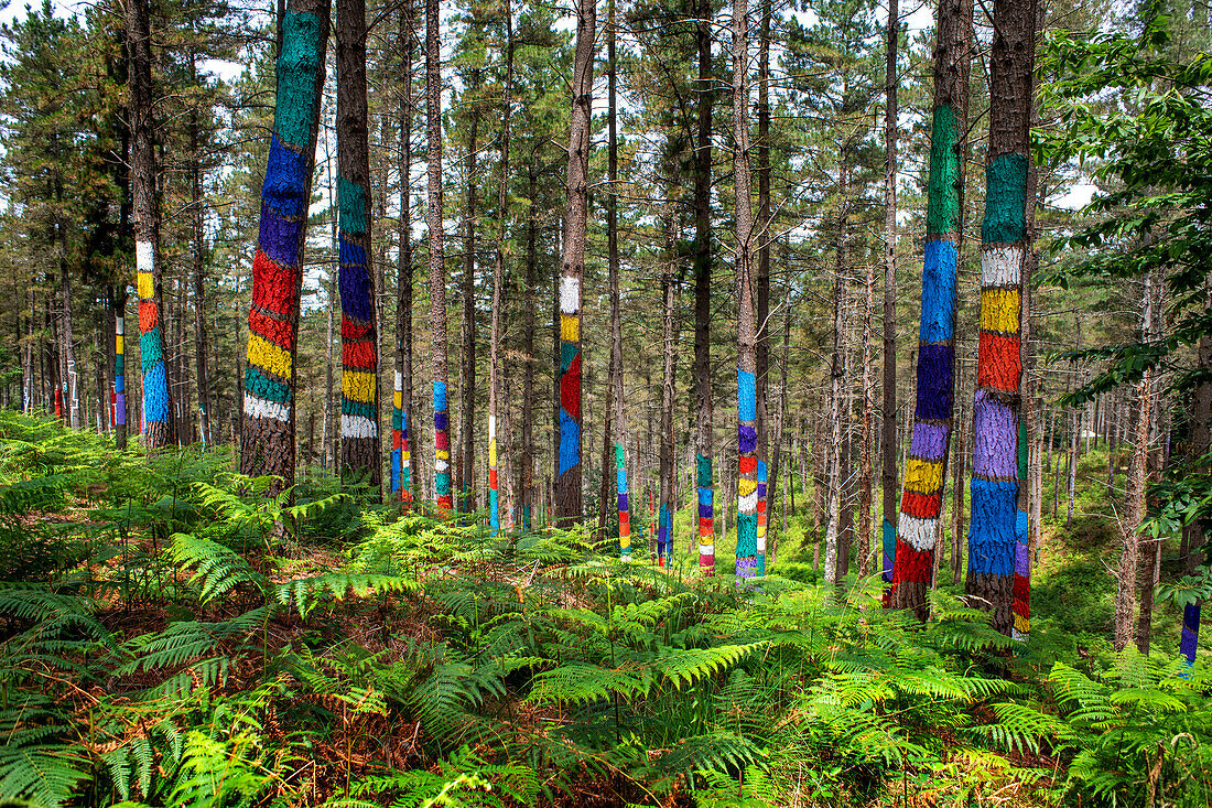 Oma Forest is a work of art by Agustin Ibarrola, a Basque sculptor and painter, in the natural reserve of Urdaibai, Oma, Vizcaya, Basque country Euskadi, Spain