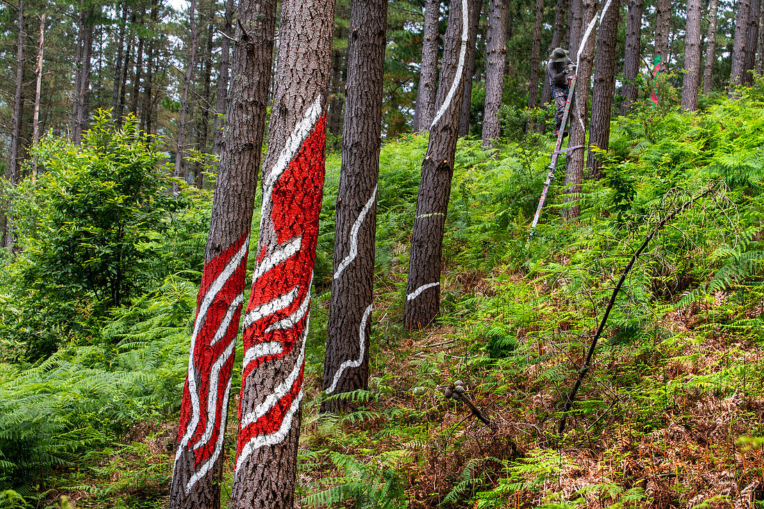 Oma Forest is a work of art by Agustin Ibarrola, a Basque sculptor and painter, in the natural reserve of Urdaibai, Oma, Vizcaya, Basque country Euskadi, Spain