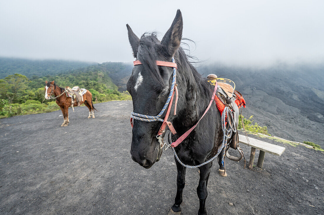 Ein Pferd posiert auf dem Vulkan Pacaya, Guatemala