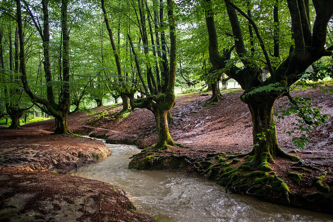 Landscape leafy Otzarreta beech forest in Gorbeia natural park Urkiolagirre, Bizkaia, Euskadi, Basque Country Spain