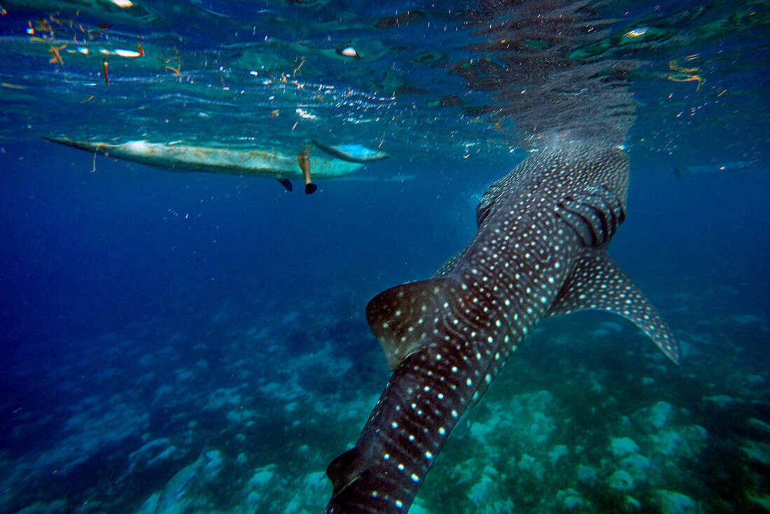 Close-Up Of A Whale Shark Rhincodon Typus at Oslob Cebu, Central Visayas, Philippines.