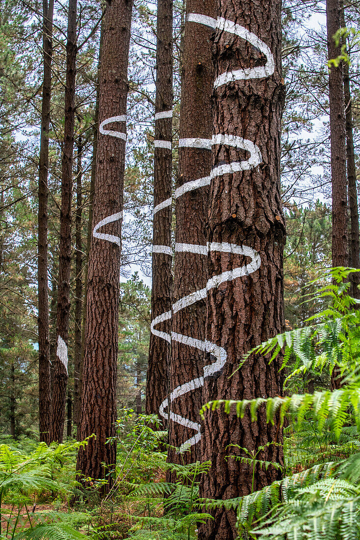 Oma Forest is a work of art by Agustin Ibarrola, a Basque sculptor and painter, in the natural reserve of Urdaibai, Oma, Vizcaya, Basque country Euskadi, Spain