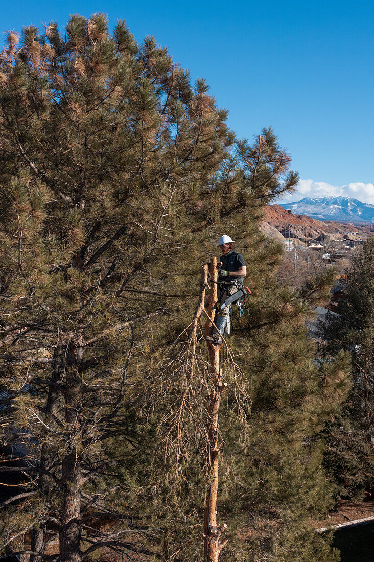 A tree surgeon tops or saws off the top of a tree before cutting it down.