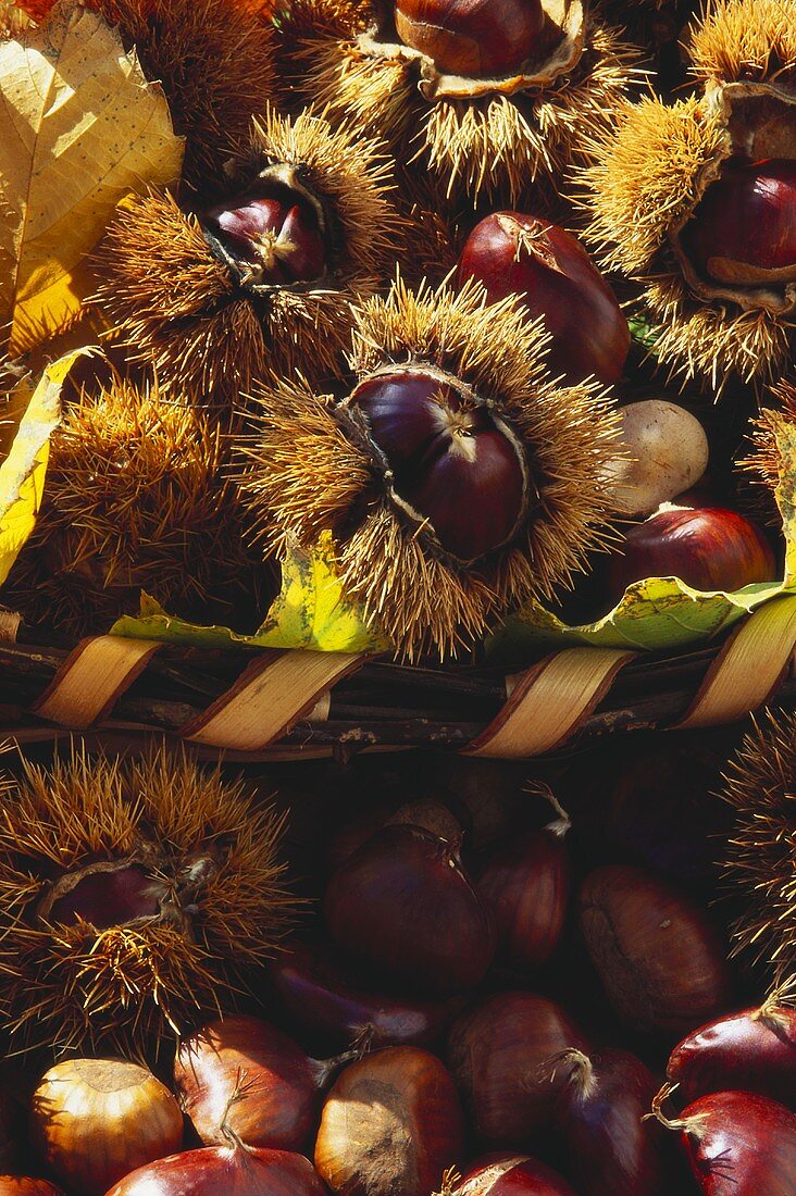 Many sweet chestnuts, some still in prickly shells