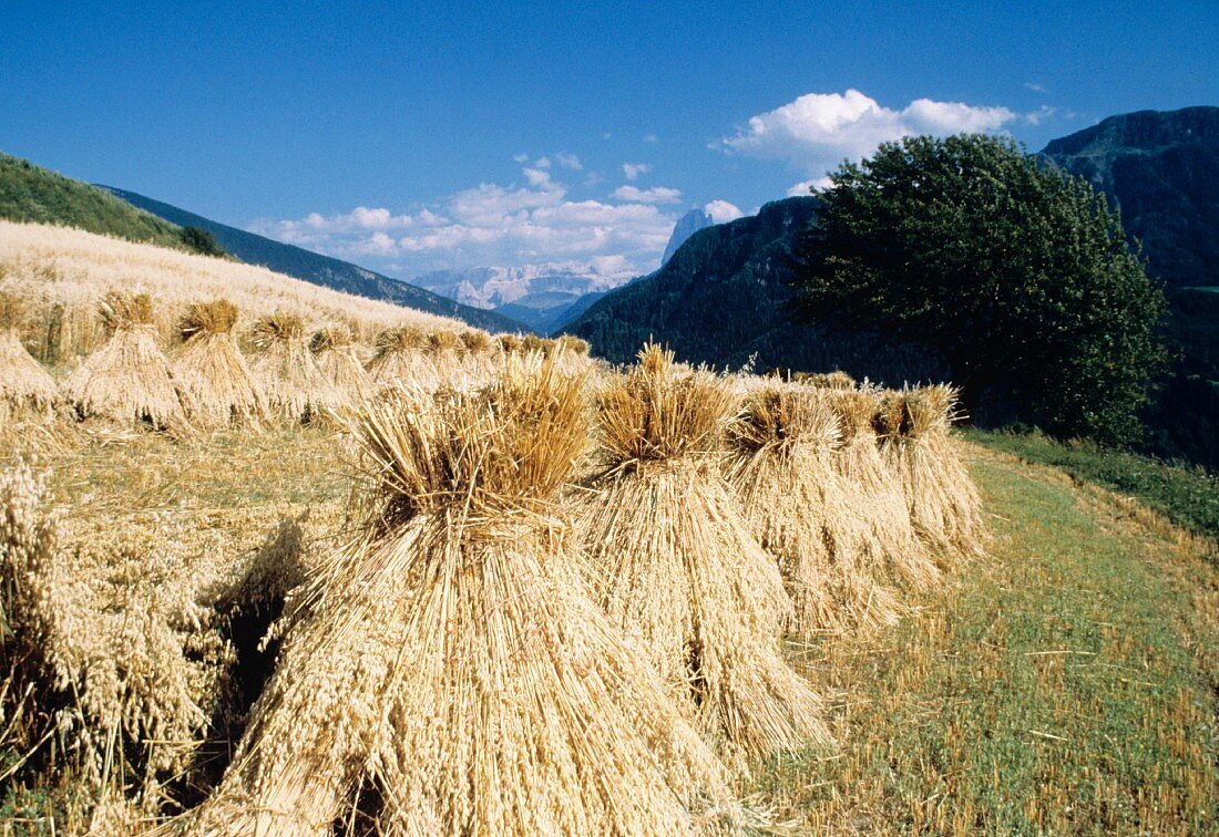 Harvested Oat Field