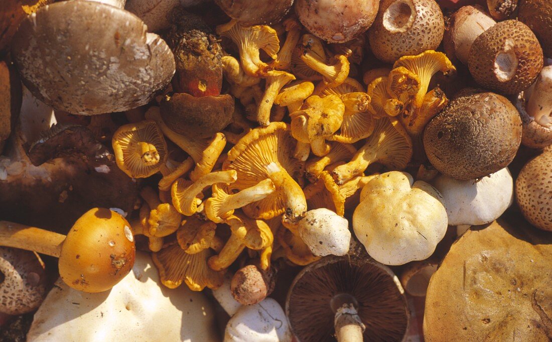 Many different forest mushrooms (filling the picture)