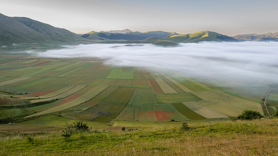 Felder von Piano Grande (Große Ebene) bei Sonnenaufgang, Castelluccio di Norcia, Umbrien, Italien