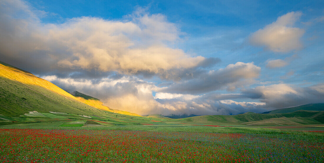 Poppies, cornflowers and wild mustard flowering during La Fioritura (The Flowering) on the Piano Grande (Great Plain), Castelluccio, Umbria, Italy