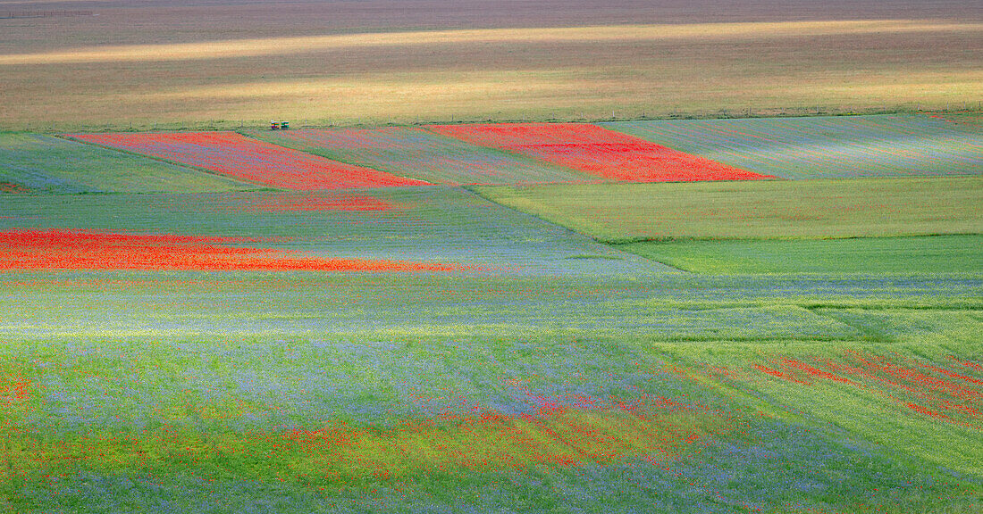 Poppies, cornflowers and wild mustard flowering during La Fioritura (The Flowering) on the Piano Grande (Great Plain), Castelluccio, Umbria, Italy