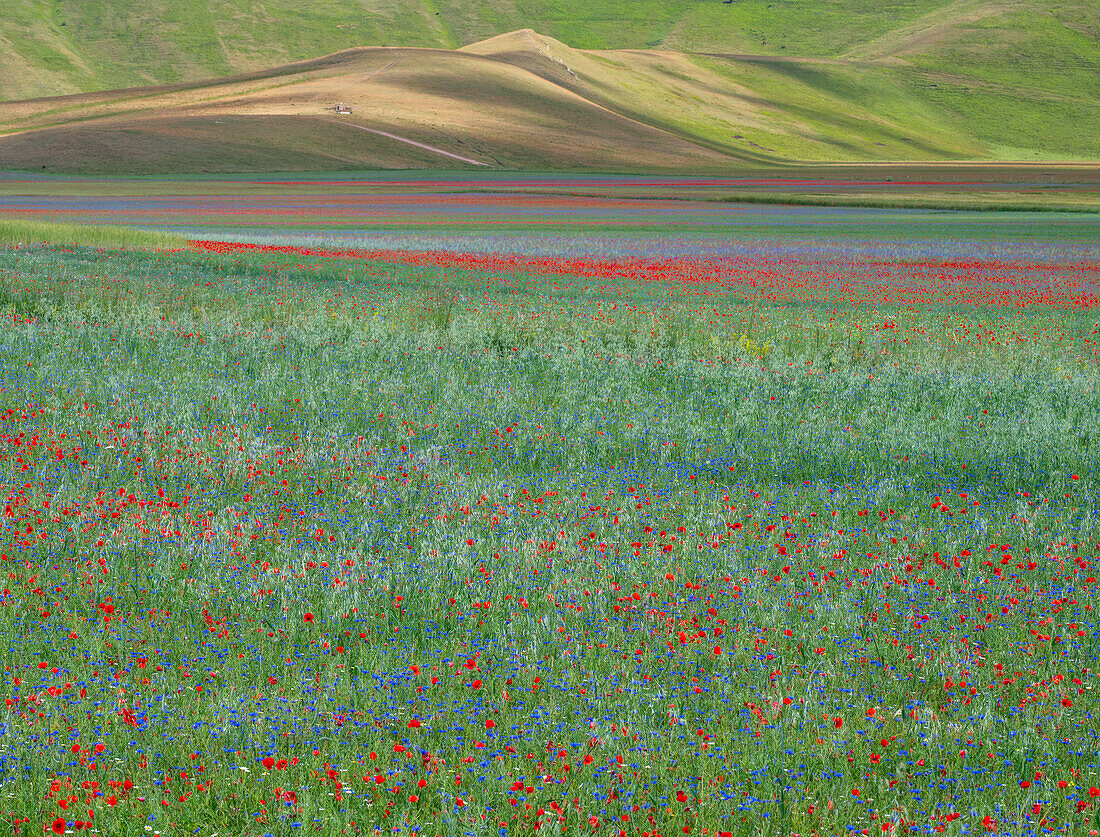 Mohn, Kornblumen und wilder Senf blühen während der Fioritura (Blüte) auf dem Piano Grande (Große Ebene), Castelluccio, Umbrien, Italien