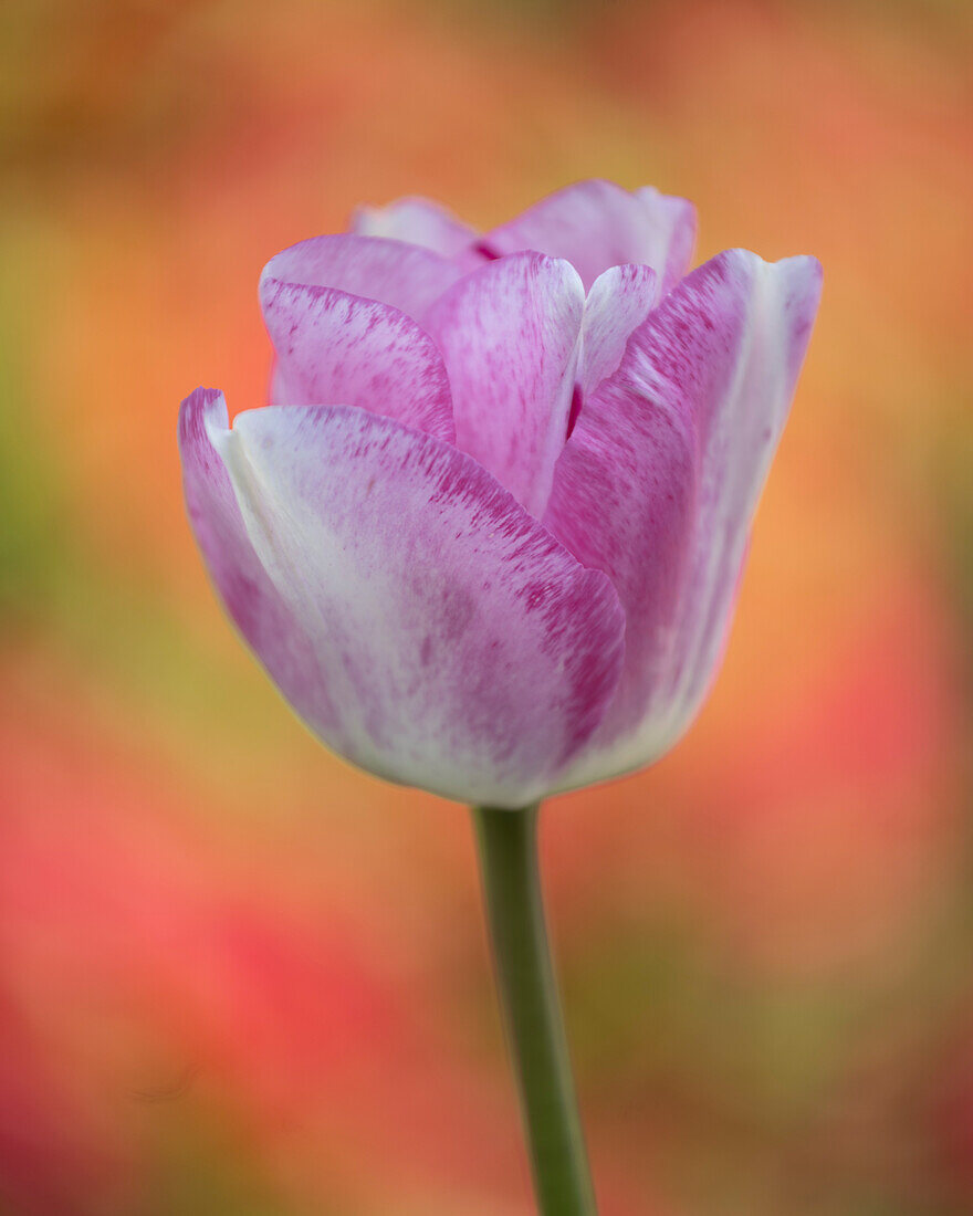 Tulpe, Vereinigtes Königreich