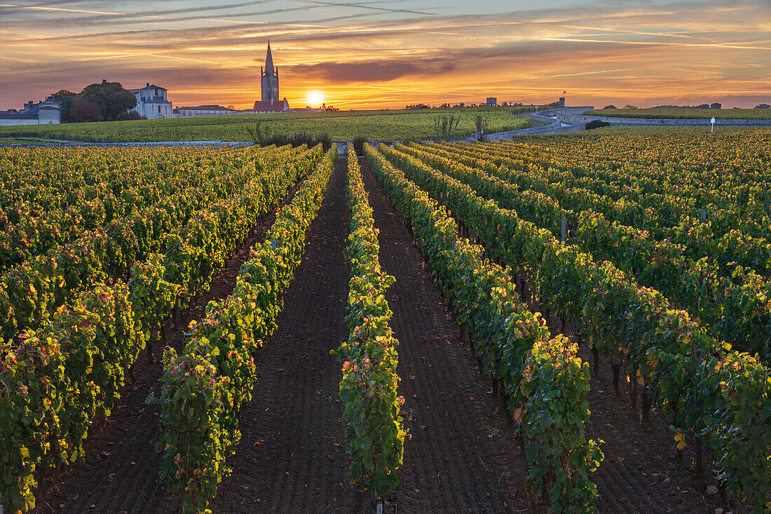 Weinberg bei Sonnenaufgang mit Glockenturm der monolithischen Kirche dahinter, Saint Emilion, Departement Gironde, Nouvelle Aquitaine, Frankreich, Europa