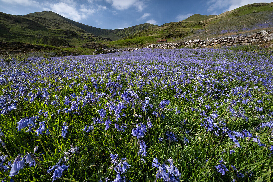 Bluebells (Hyacinthoides non-scripta) in Cwm Pennant backed by the Nantlle Ridge, Cwm Pennant, Snowdonia National Park (Eryri), Gwynedd, North Wales, United Kingdom, Europe