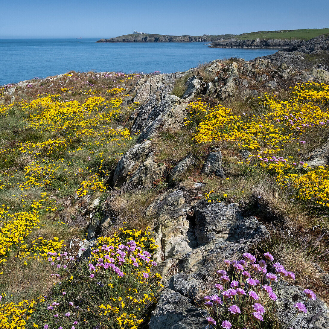 Pink sea thrift (Armeria maritima) and yellow birdsfoot trefoil (Lotus corniculatus) wildflowers on the Anglesey Coastal path looking to Point Lynas Lighthouse in spring, near Amlwch, Isle of Anglesey, North Wales, United Kingdom, Europe