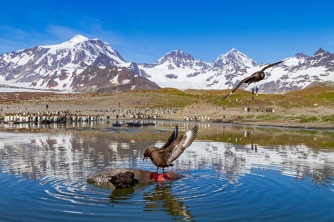 An adult brown skua (Catharacta antarctica) feeding on a dead elephant seal pup at St. Andrews Bay, South Georgia