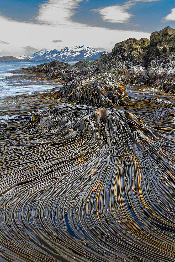 Patterns in the kelp at low tide on South Georgia Island, Southern Ocean