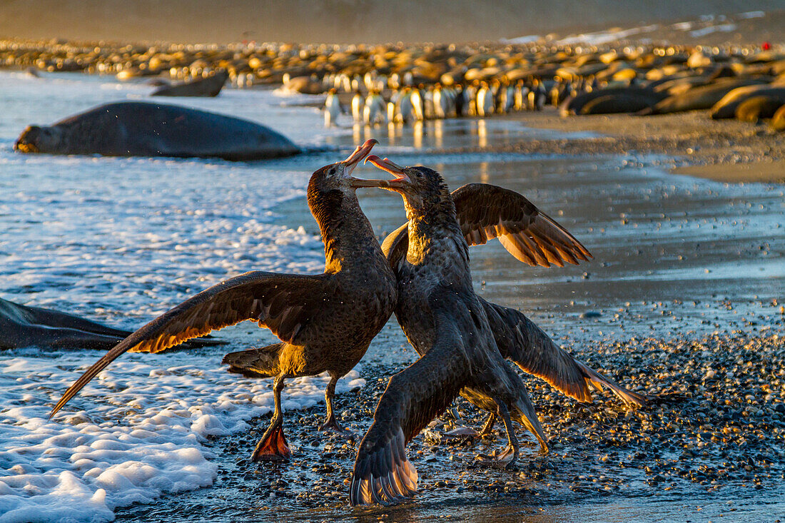 Northern giant petrels (Macronectes halli) fighting over the scavenging rights to a dead fur seal pup at St. Andrews Bay, South Georgia