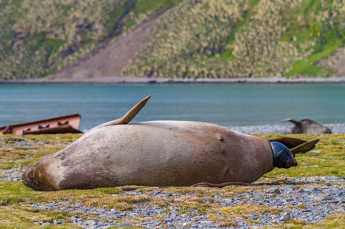 Pregnant female southern elephant seal (Mirounga leonina) giving birth on the beach in Stromness Bay, South Georgia Island