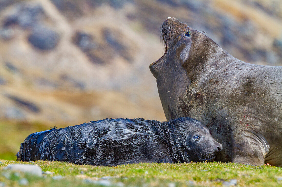 Weiblicher Südlicher Seeelefant (Mirounga leonina) mit neugeborenem Jungtier am Strand in der Stromness Bay, Südgeorgien