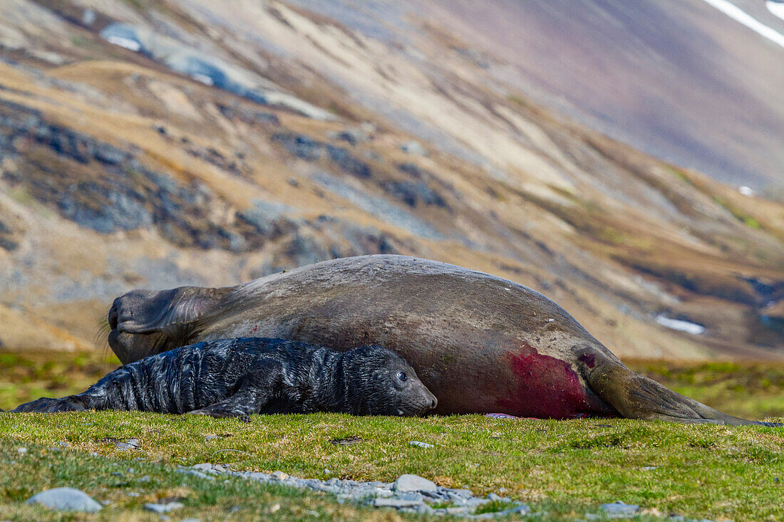 Female southern elephant seal (Mirounga leonina) with newborn pup on the beach in Stromness Bay, South Georgia Island