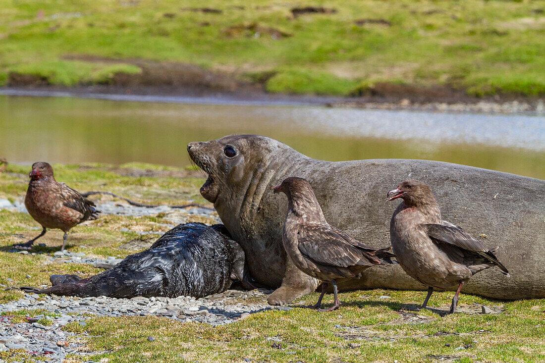 Skuas (Catharacta antarctica) und weiblicher Südlicher Seeelefant mit neugeborenem Jungtier in der Nähe einer verlassenen Walfangstation, Stromness Bay, Südgeorgien