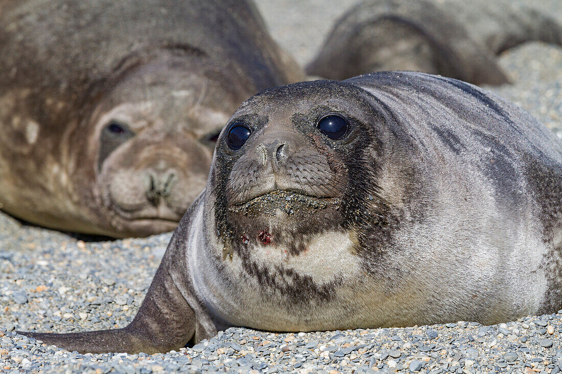 Jungtiere der Südlichen Seeelefanten (Mirounga leonina), die als Absetzer bezeichnet werden, sobald ihre Mütter aufhören zu säugen, Insel Südgeorgien, Südlicher Ozean