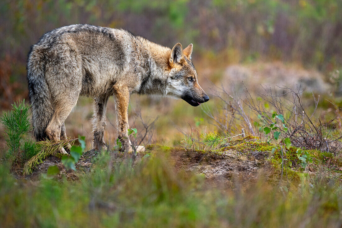 Wild Grey wolf pup (Canis lupus lupus), Finland