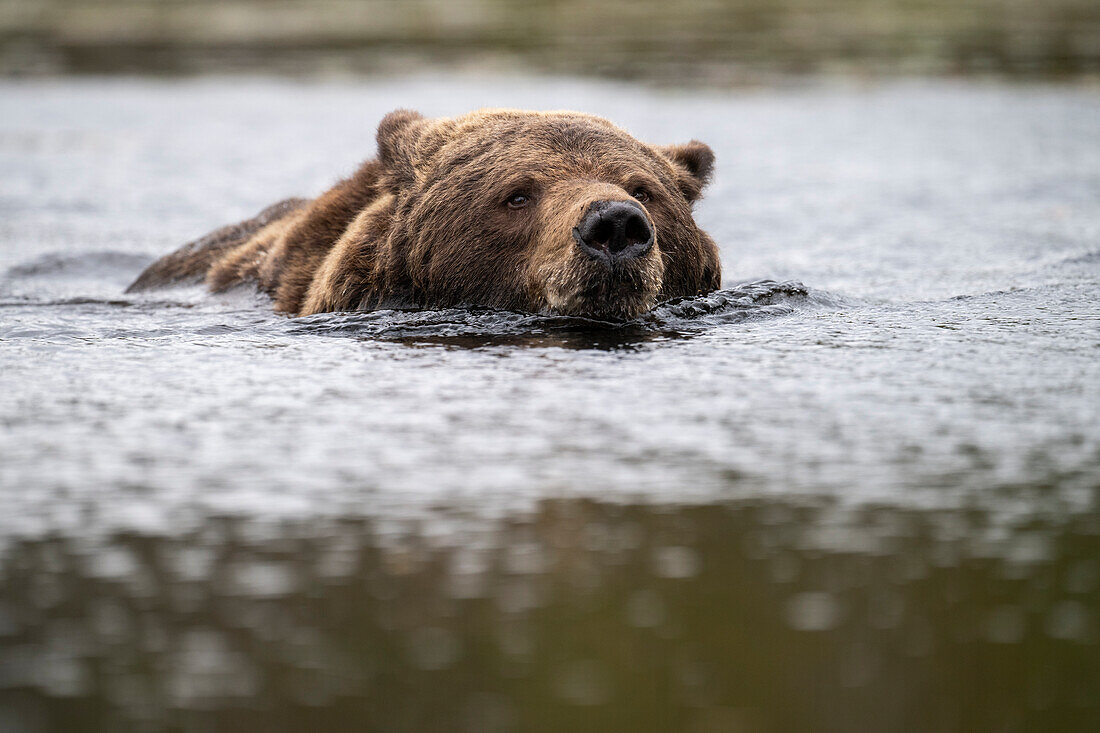 European brown bear (Ursos arctos arctos) swimming, Finland