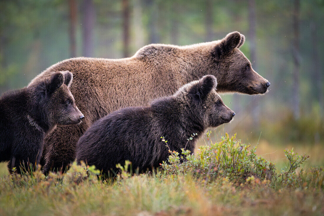 European brown bear (Ursos arctos arctos) and cubs, Finland