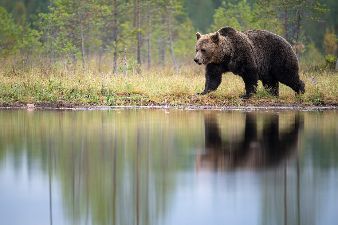 Europäischer Braunbär (Ursos arctos arctos) beim Spaziergang an einem See, Finnland